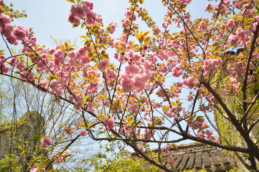 chinese cherry blossom tree